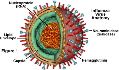 virus influenzale