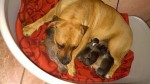 Cuccioli di American pitbull FREE - Cuneo Vendesi cuccioli di...