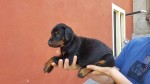 Cuccioli di dobberman €650 - Mombasiglio Sono disponibili splendidi cuccioli...