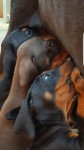Dobermann cuccioli €650 - Mombasiglio Sono disponibili splendidi cuccioli di...
