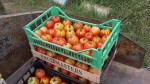 Pomodori e patate €1 - Cuneo Vendo pomodori cuore di...