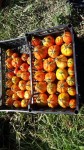 Ortaggi dal contadino €1 - Cuneo Vendo pomodori da passata(0.80/kg)sia...