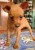 cucciolo maschio fulvo pura razza pinscher mini toy