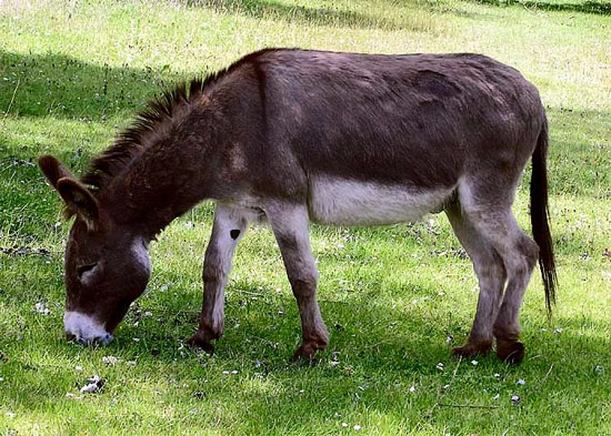 Donkey Trek - 1. festa dell'outdoor a San Bartolomeo di Chiusa Pesio