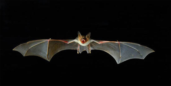 Bat Night a Cuneo