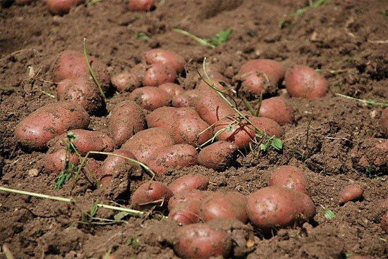 Sagra della patata rossa di montagna e dei prodotti del sottobosco Rossana 2014