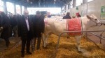Fassona-Compral_vincitrice-vacche-grasse_Fiera-vitello-grasso-Fossano-2015