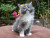 0_uplfrm_ultime-5-cucciole-maine-coon-12439-1_H122734_XL