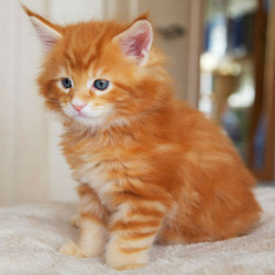 Maine-Coon-kittens-Available-For-Sale55ba8e58d5de77e84eda