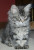 classic-tabby-maine-coon-kittens-for-sale-52d3ec38887df