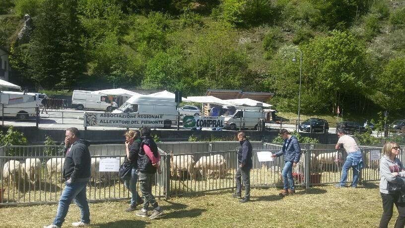 ROASCHIA: Mostra interprovinciale di ovini di razza frabosana-roaschina 2022