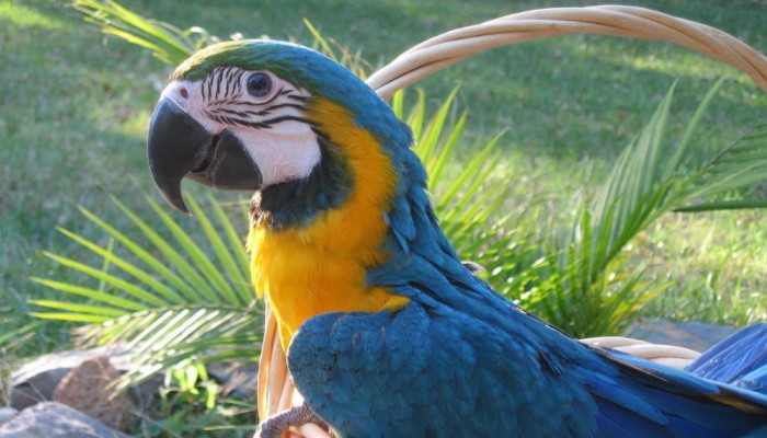 macaw1