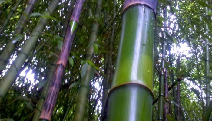 bambu - bambù - bamboo -02