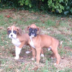 kc-registered-boxer-puppies-5ba3615715642