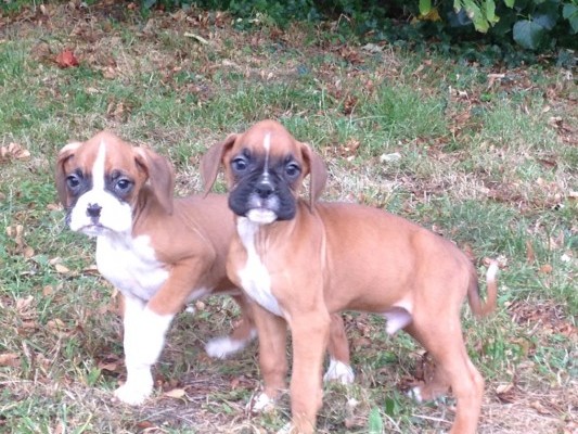 kc-registered-boxer-puppies-5ba3615715642