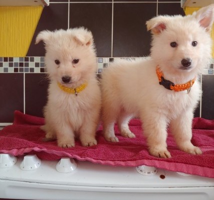 2-white-male-german-shepherd-pups-for-sale-5c55971268f16