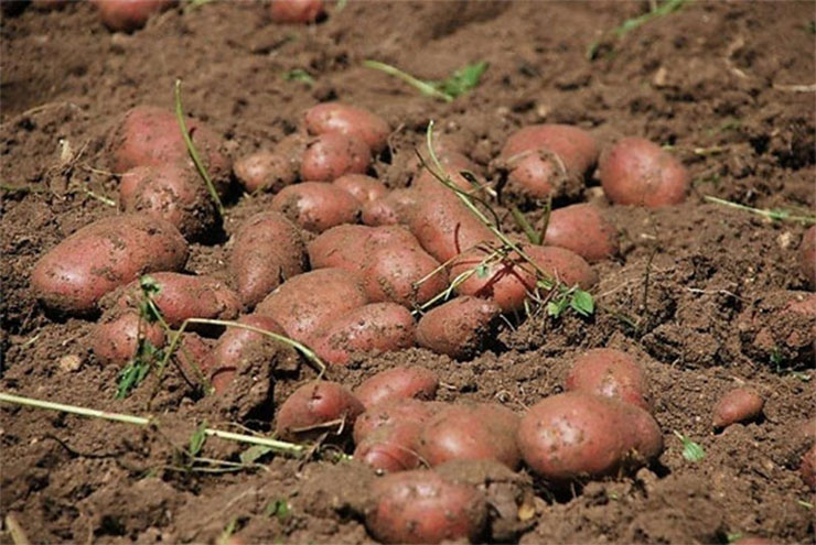 ROSSANA: Sagra della patata rossa di montagna e dei prodotti del sottobosco 2019