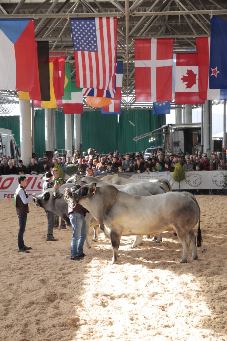 CUNEO: Mostra nazionale bovini di Razza Piemontese 2022
